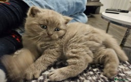 Scottish Fold cats for sale: SF 2 males available  - Image 11