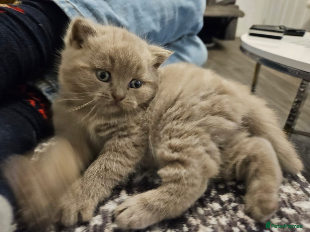 Scottish Fold cats for sale: SF 2 males available  - Image 11