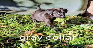 Mixed Breed dogs Dutch shepherd X pointer puppies  - Advert 7