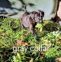 Mixed Breed dogs Dutch shepherd X pointer puppies - Advert 7