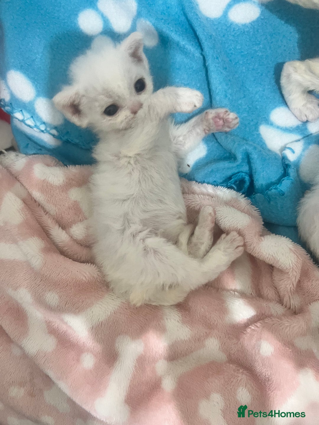 Devon Rex cats for sale: Beautiful Devon’s 1 boy 1 girl still available  - Image 10
