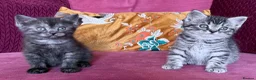 British Shorthair cats for sale: Silver Spotted British Shorthair Kittens - Advert 19