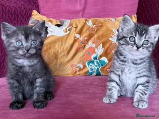 British Shorthair cats Silver Spotted British Shorthair Kittens - Advert 1