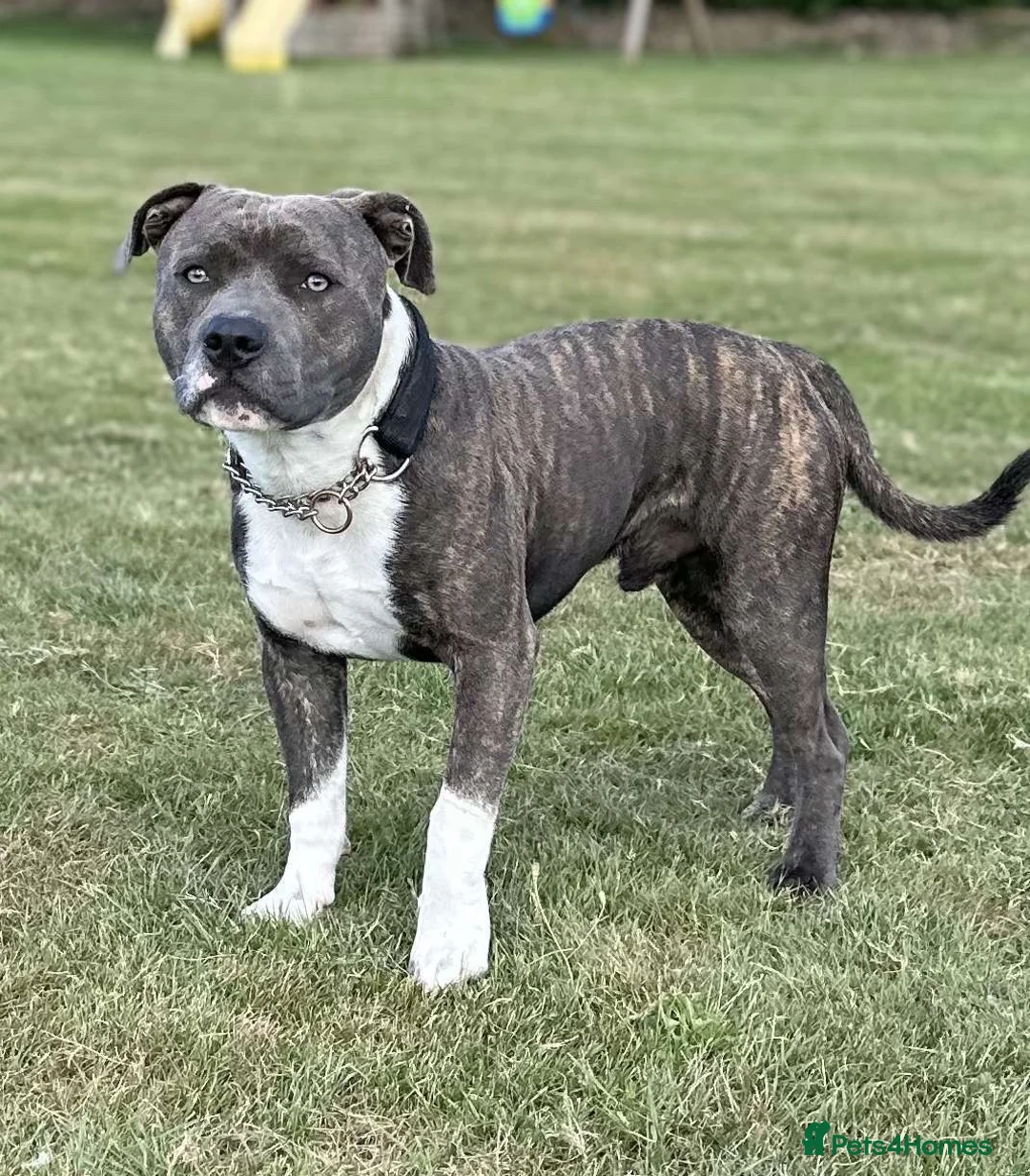 Staffordshire Bull Terrier dogs for stud: Mr roccco - Advert 4