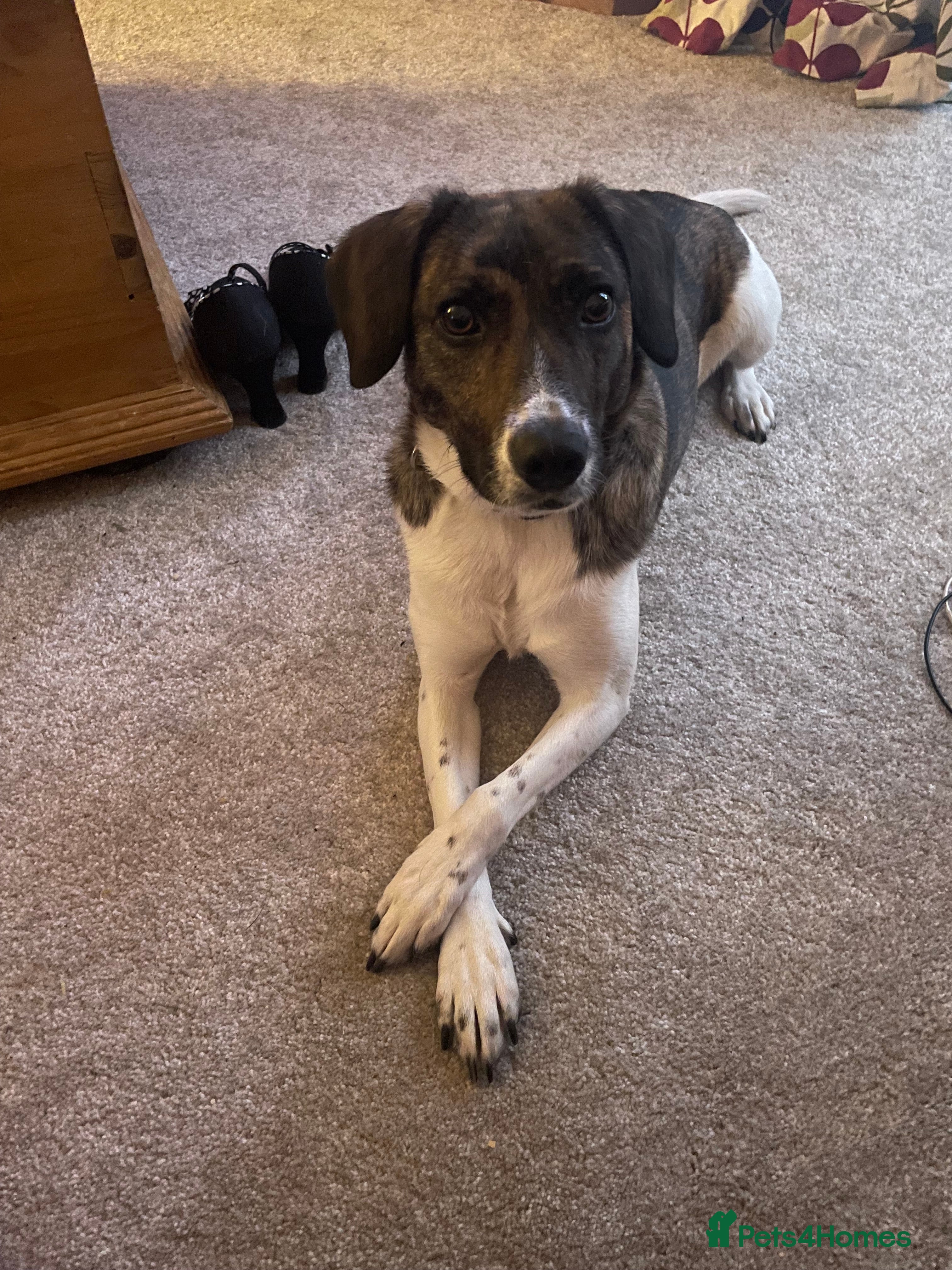 Mixed Breed dogs Pip/pippers - Advert 1