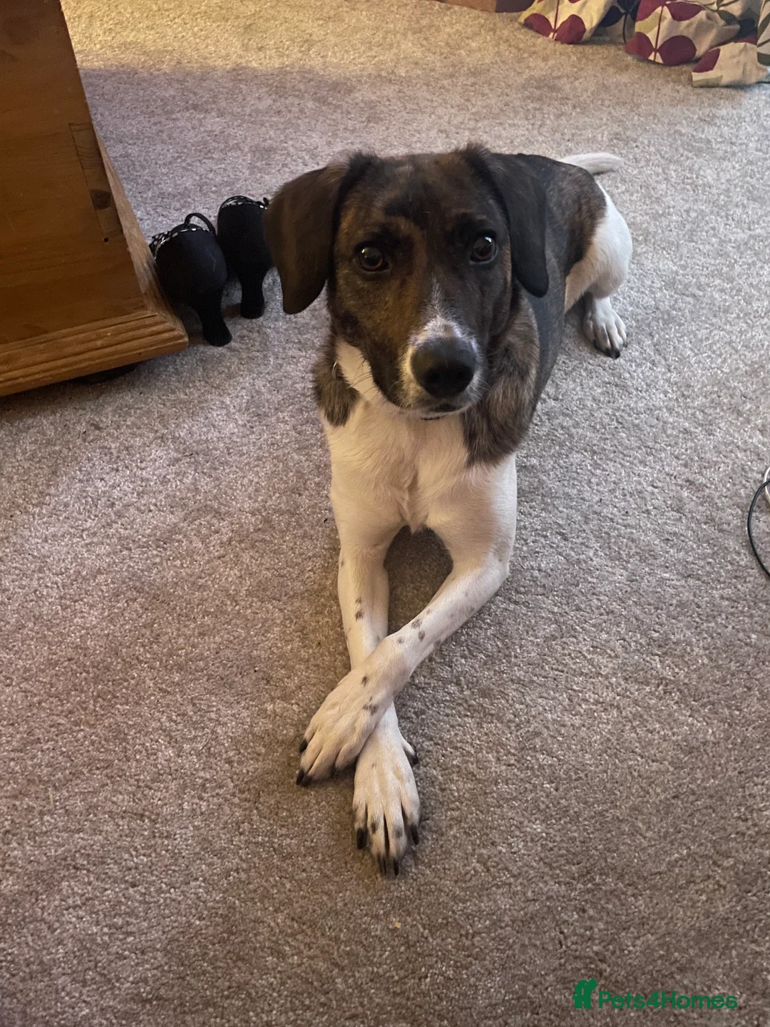 Mixed Breed dogs for sale: Pip/pippers - Advert 1