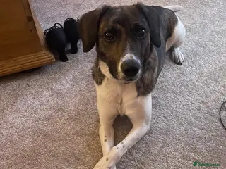 Mixed Breed dogs Pip/pippers - Advert 1