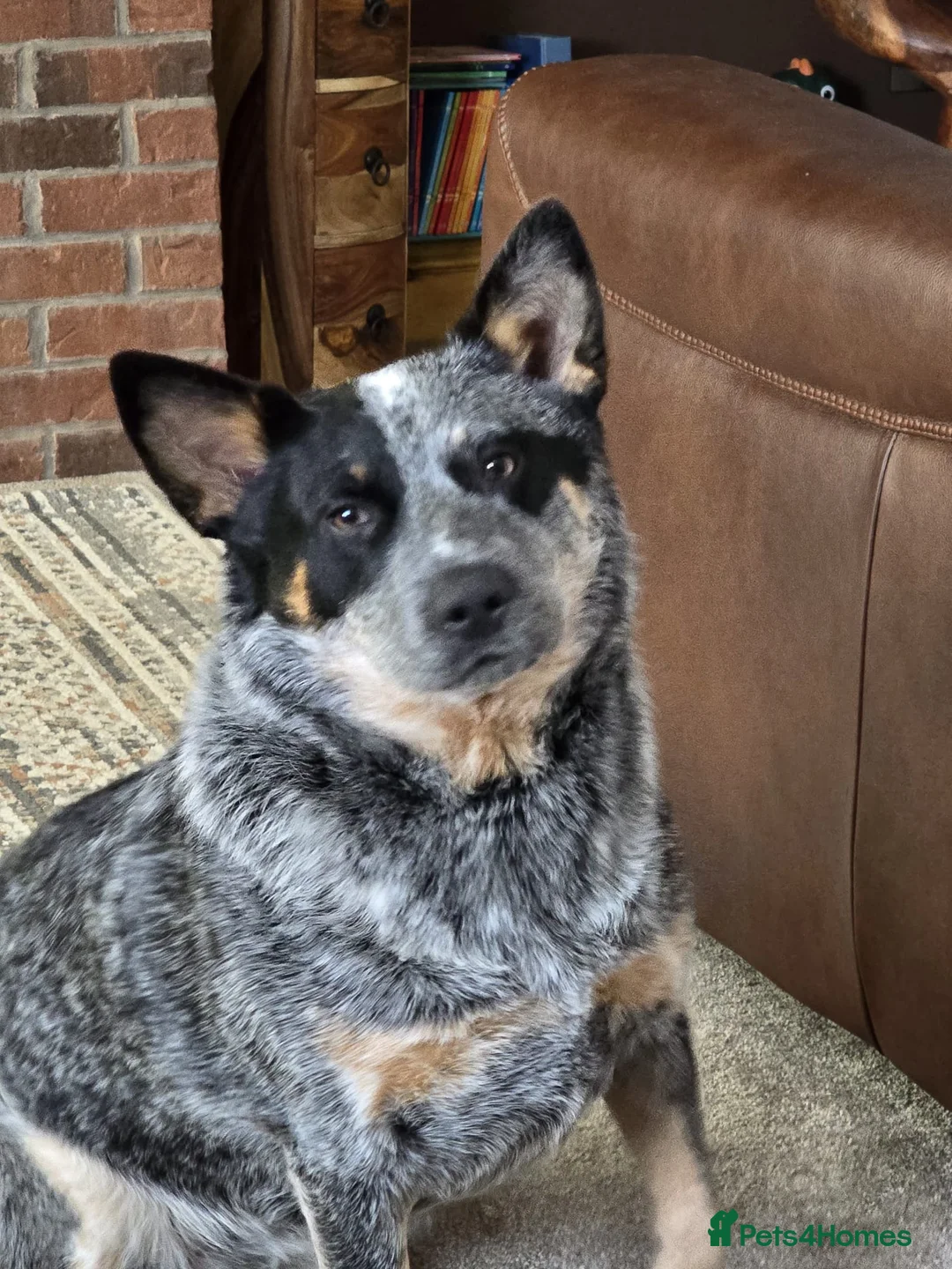 Australian Cattle Dog dogs for sale: Female Australian cattle dog - Advert 3