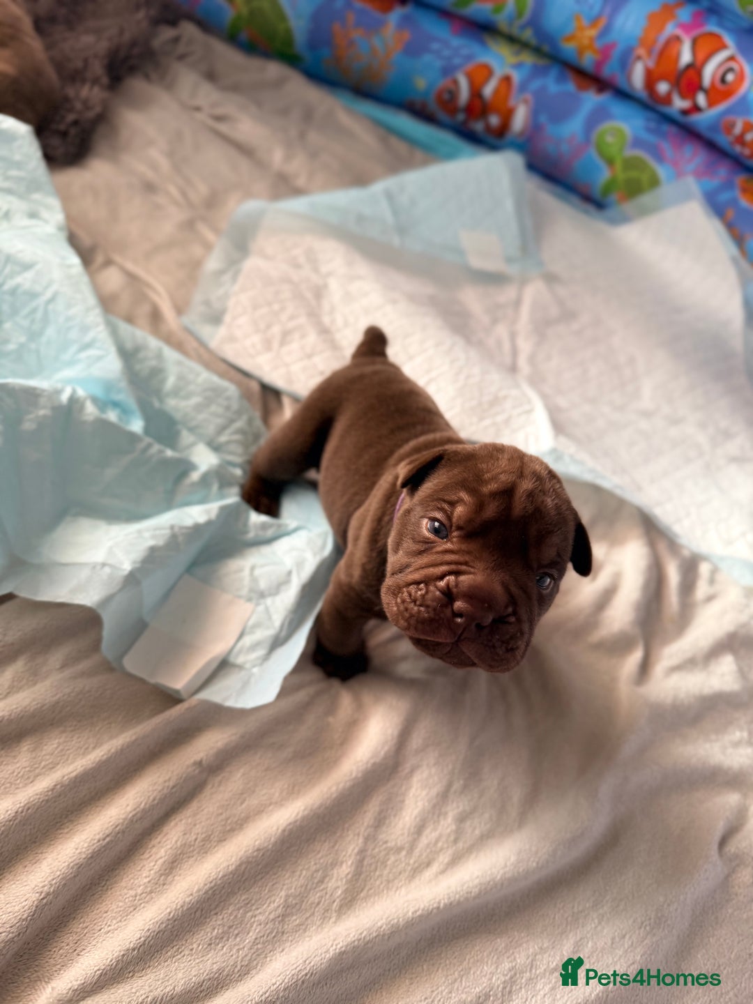 Mixed Breed dogs for sale: Bullpei Puppies 🐶 Purple One Left  - Advert 2