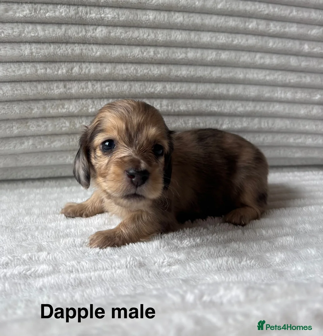 Miniature Dachshund dogs for sale: Beautiful Long-Haired Miniature Dachshund Puppies in Saint Austell - Advert 10
