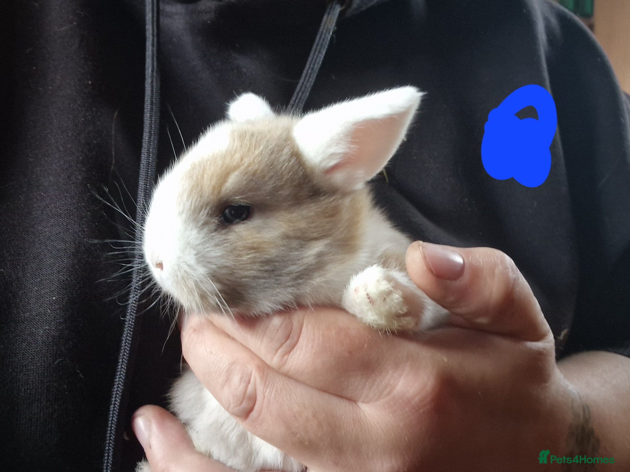 Mini Lop rabbits Mini lops  - Advert 2