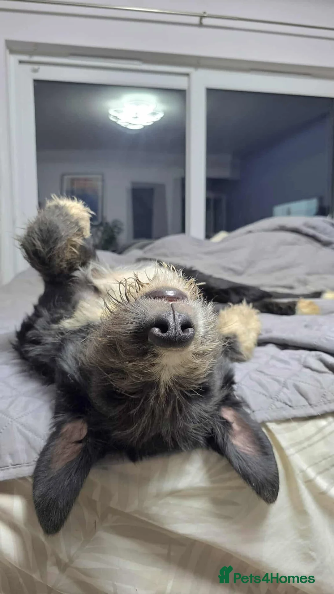 Mixed Breed dogs for adoption: DONNIE - Guardian breed experience required  - Advert 3