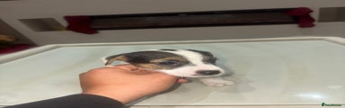 Jack Russell Puppy 2