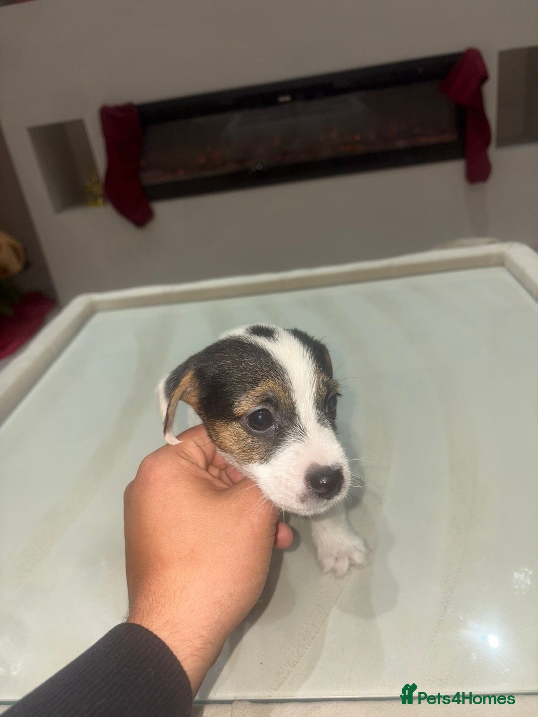 Jack Russell dogs for sale: Beautiful Jack Russell puppies - Advert 7