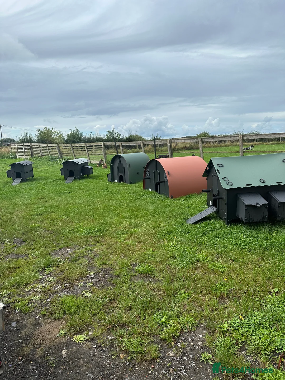 Chickens poultry for sale: Recycled Coop Run only  NO maintenance - Advert 13