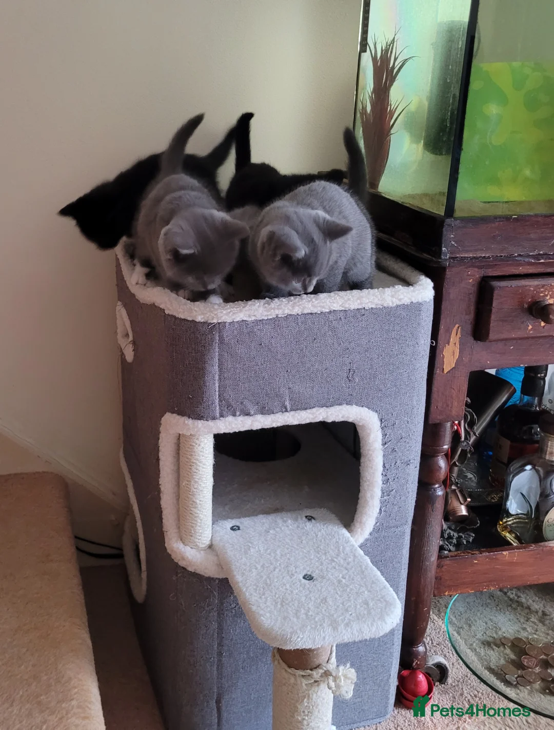 British Shorthair cats for sale: British Shorthair Mixed Litter - Advert 4