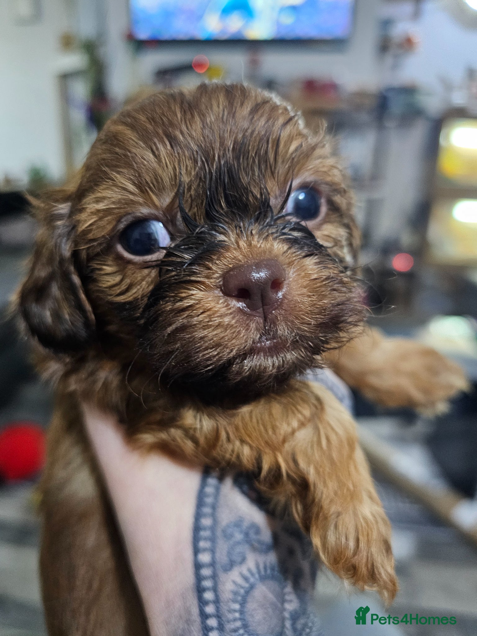 Shih Tzu dogs for sale: Choc Liver Shih Tzu puppies - Advert 16