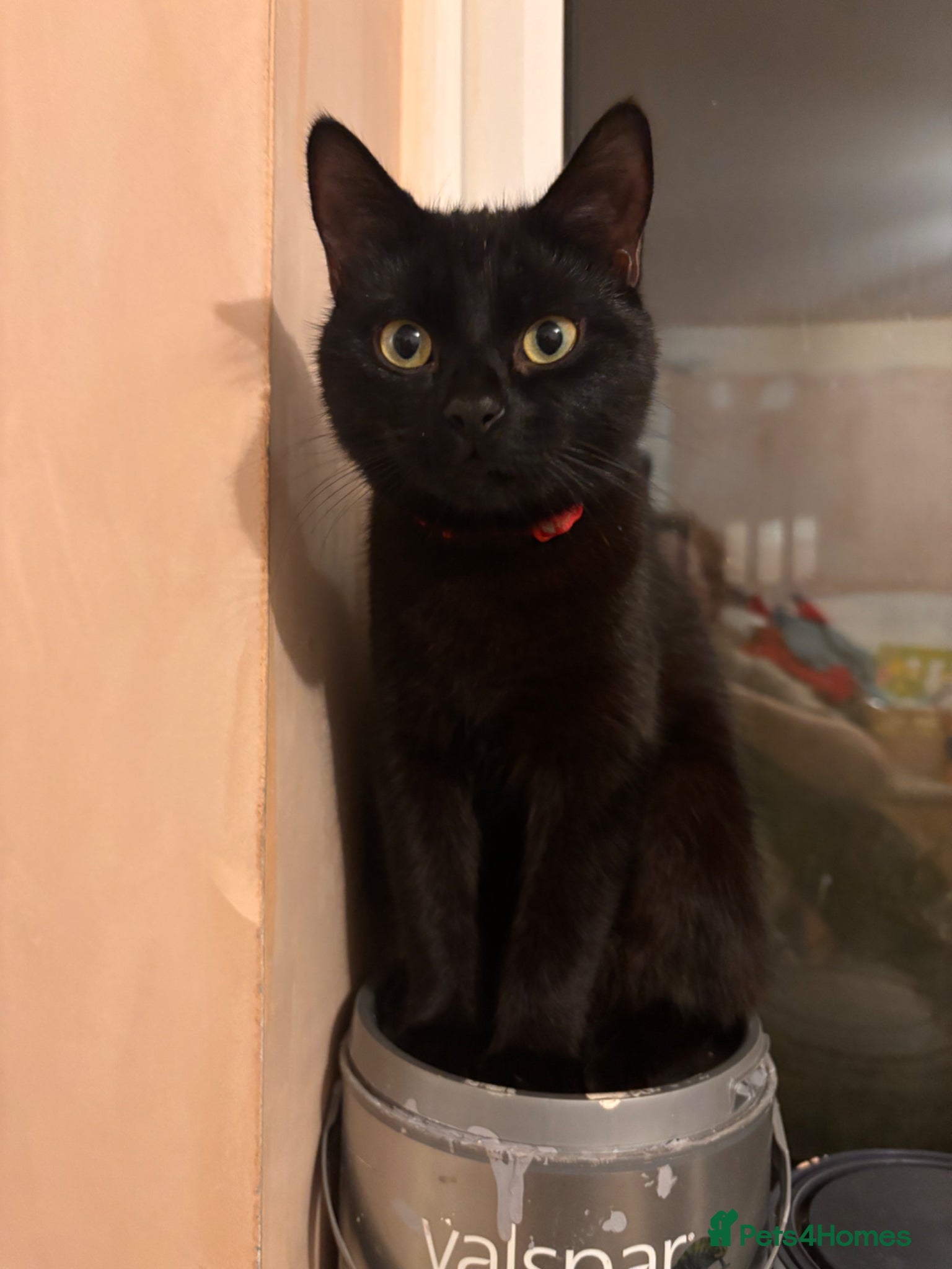 Mixed Breed cats for sale: Male kittens - Advert 2