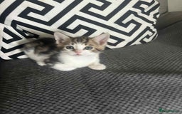 Mixed Breed cats for sale: Bengal/Maine Coone Cross - Image 4