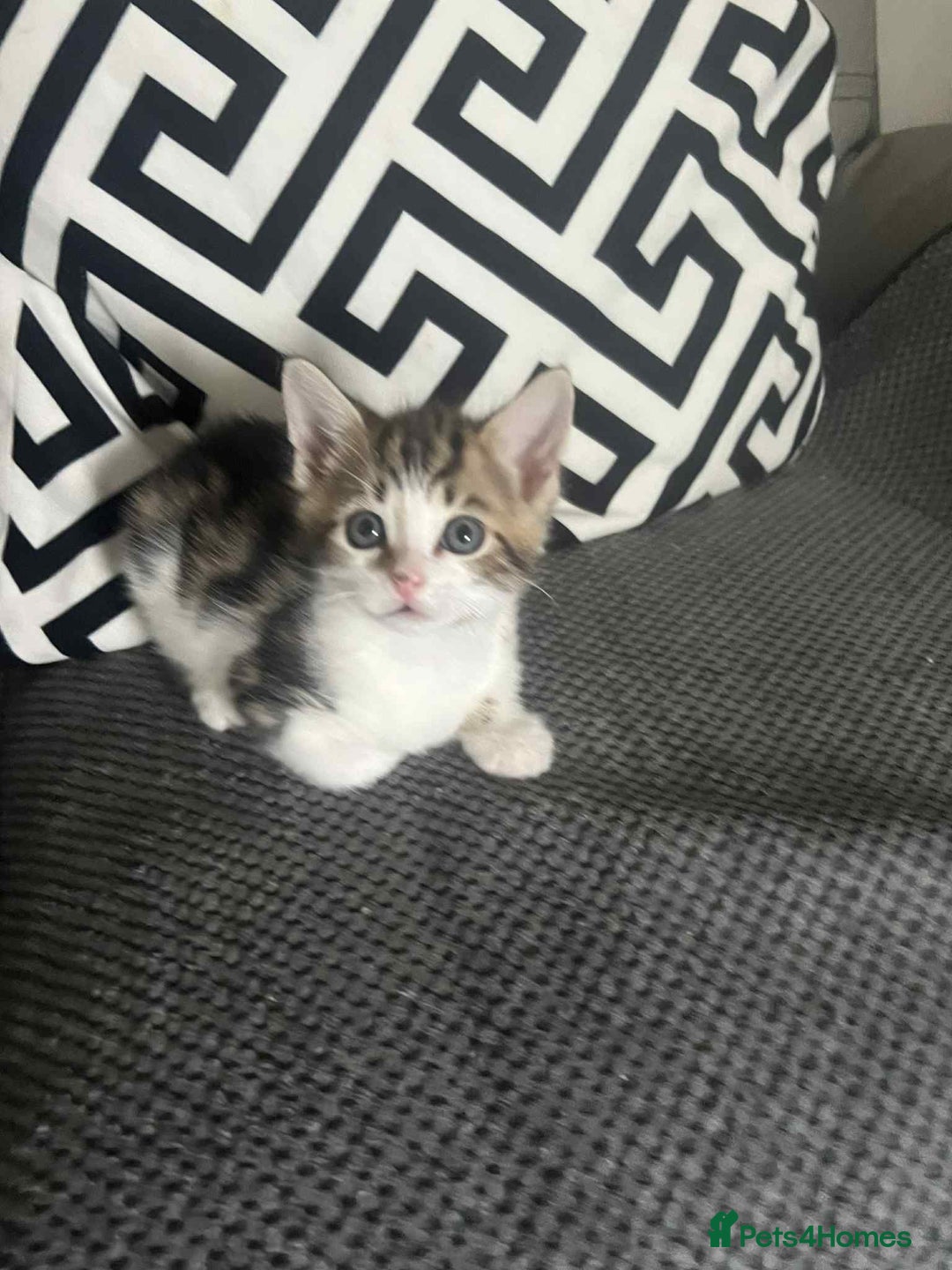 Mixed Breed cats for sale: Bengal/Maine Coone Cross - Image 4