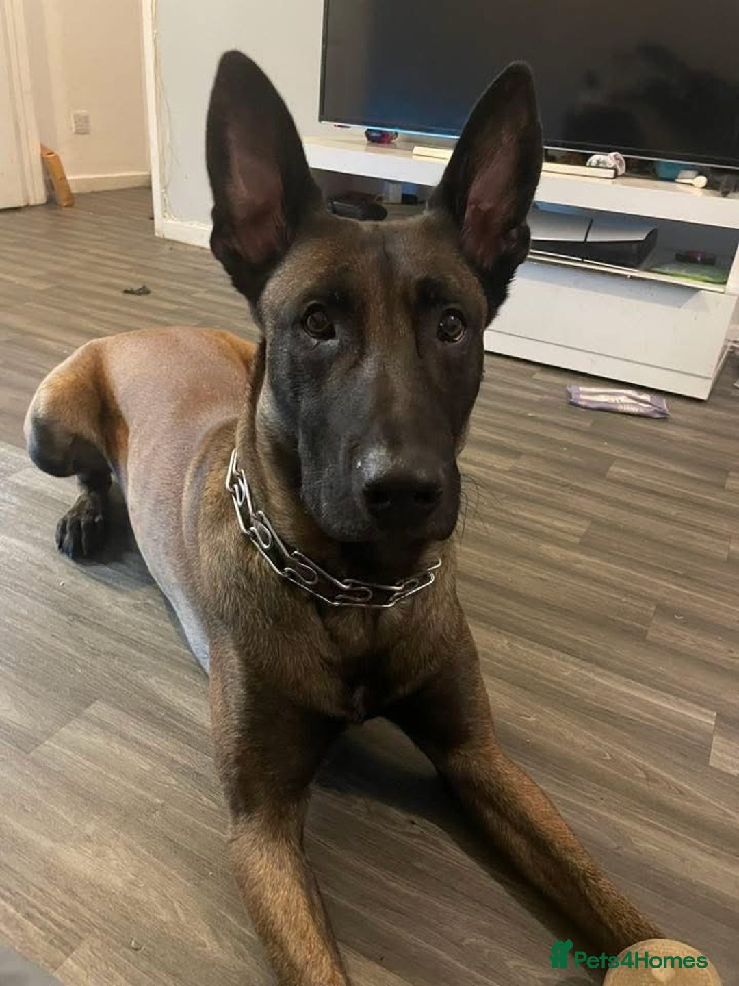 Belgian Shepherd Dog dogs for sale: 2 year old male Kilo  - Advert 2