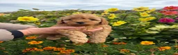 Yorkiepoo dogs for sale: Yorkipoo Boy Puppies  in Bishop Auckland - Advert 2