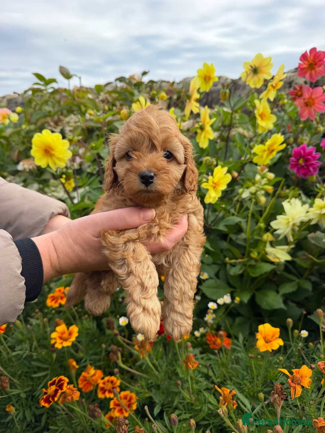 Yorkiepoo dogs for sale: Yorkipoo Boy Puppies  in Bishop Auckland - Advert 2