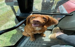 Cocker Spaniel dogs for stud: Proven Red Working Cocker Spaniel FOR STUD in Torrington - Image 3