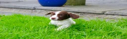 English Springer Spaniel dogs for sale: Working Line Liver And White Springer Spaniels - Advert 27