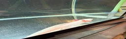 Axolotl reptiles for sale: Leucistic axolotl  - Advert 4
