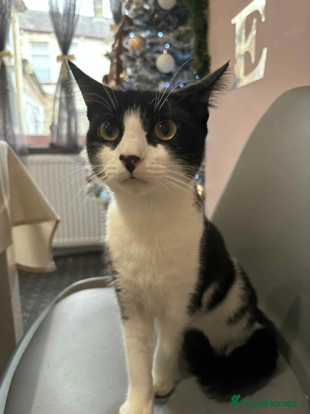 Mixed Breed cats for sale: Mixed  - Advert 3