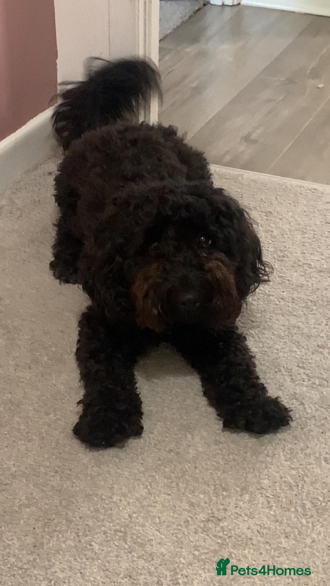 Cockapoo dogs for sale: 2 Year old female Cockapoo looking for a new home. - Image 1
