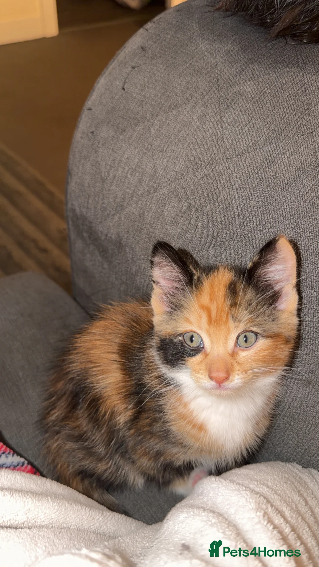 Mixed Breed cats for sale: 3 beautiful kittens  - Advert 2