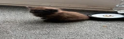 Mixed Breed cats for sale: One fluffy girl - Advert 4