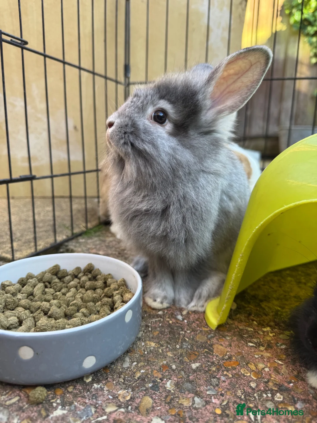 Mixed Breed rabbits for sale: Bunnies for sale *ready to leave* - Advert 2