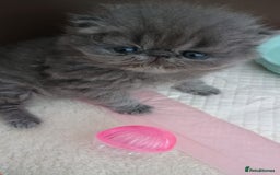 Persian cats for sale: Pure Bred Persian Babies GCCF Registered Breeder - Image 9