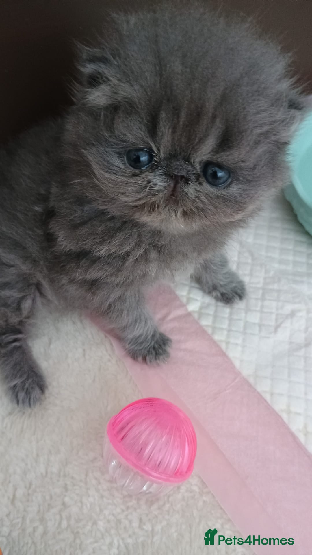 Persian cats for sale: Pure Bred Persian Babies GCCF Registered Breeder - Image 9