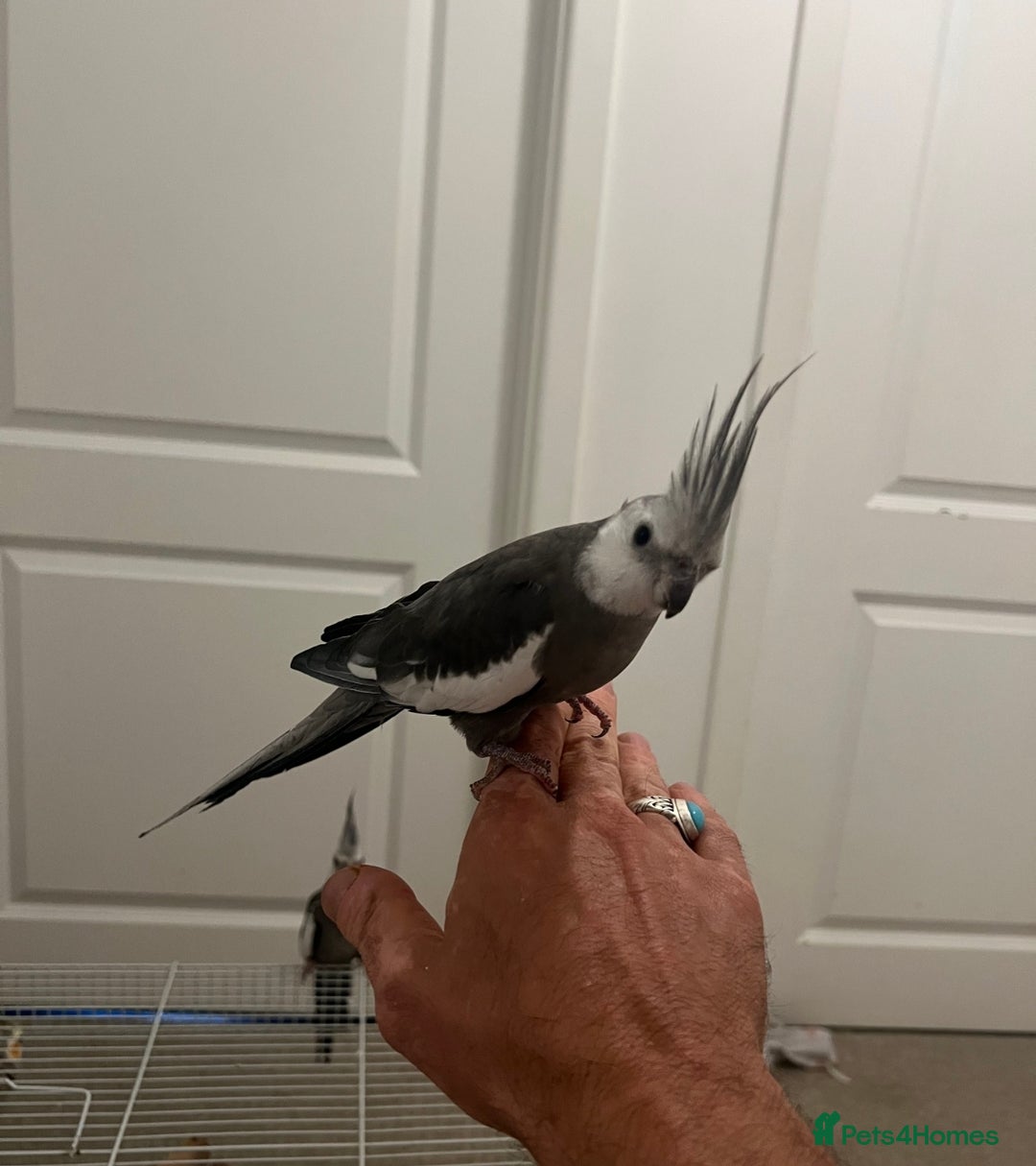 Cockatiels birds for sale: Selling 2 amazing cockatiels  - Image 19