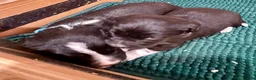 Sprollie dogs for sale: Sprollie puppies from experienced breeder  - Advert 9