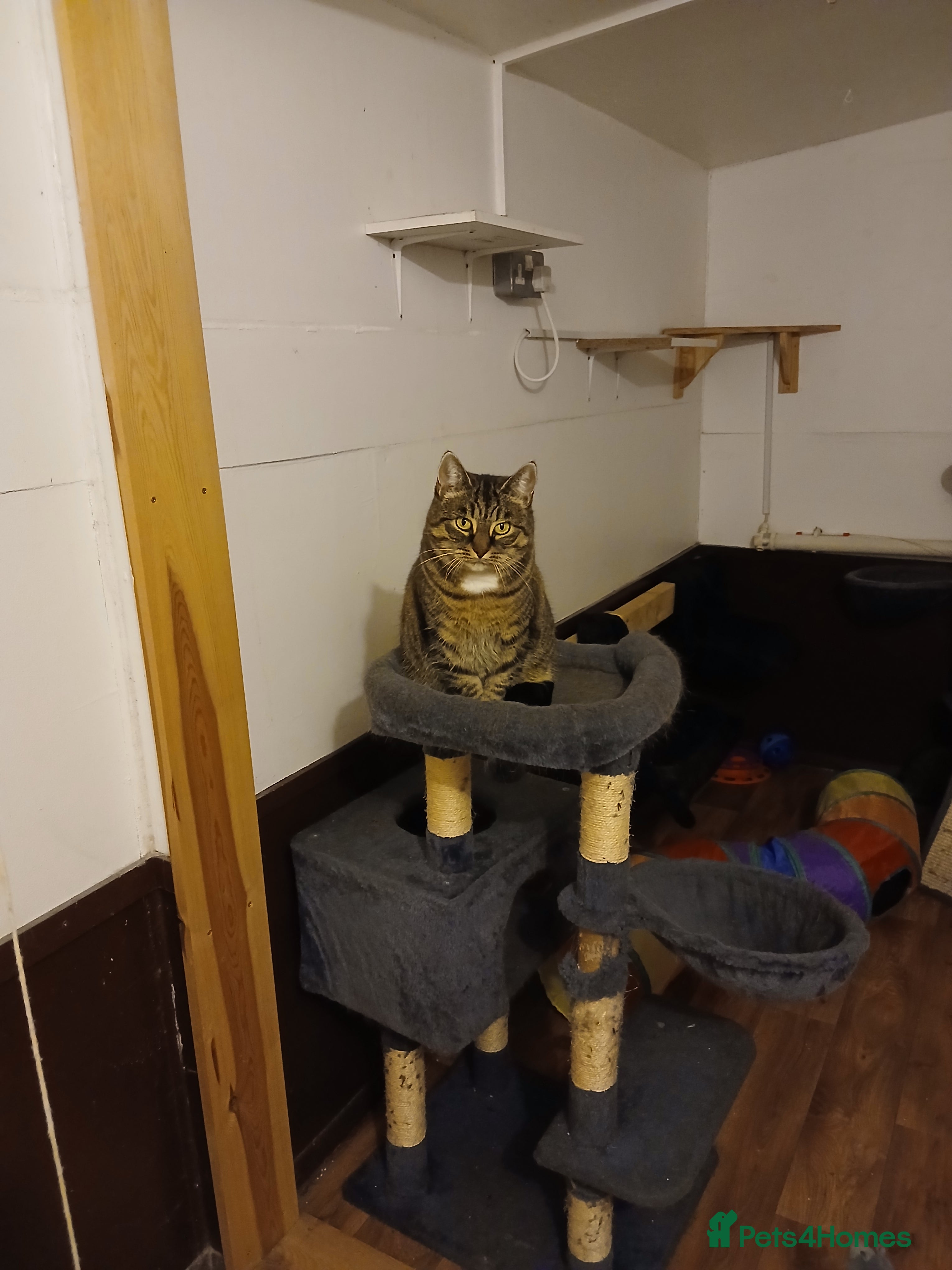 Domestic Shorthair cats Feral Tabby female - Advert 22
