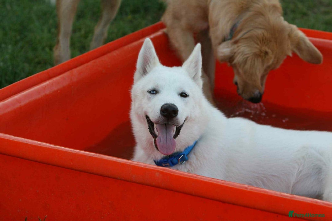 Siberian Husky dogs for sale: Stunning Pedigree Siberian Husky Male - Advert 3