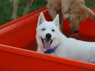 Siberian Husky dogs Stunning Pedigree Siberian Husky Male - Advert 7