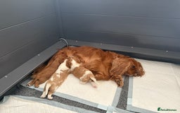 Cavalier King Charles Spaniel dogs for sale: KC Reg Cavalier King Charles Spaniel Puppies - Image 5