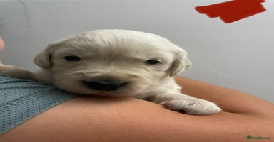 Golden Retriever dogs - Advert 4
