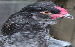 Chickens poultry for sale: Blue British tailed Araucana boy  - Image 3