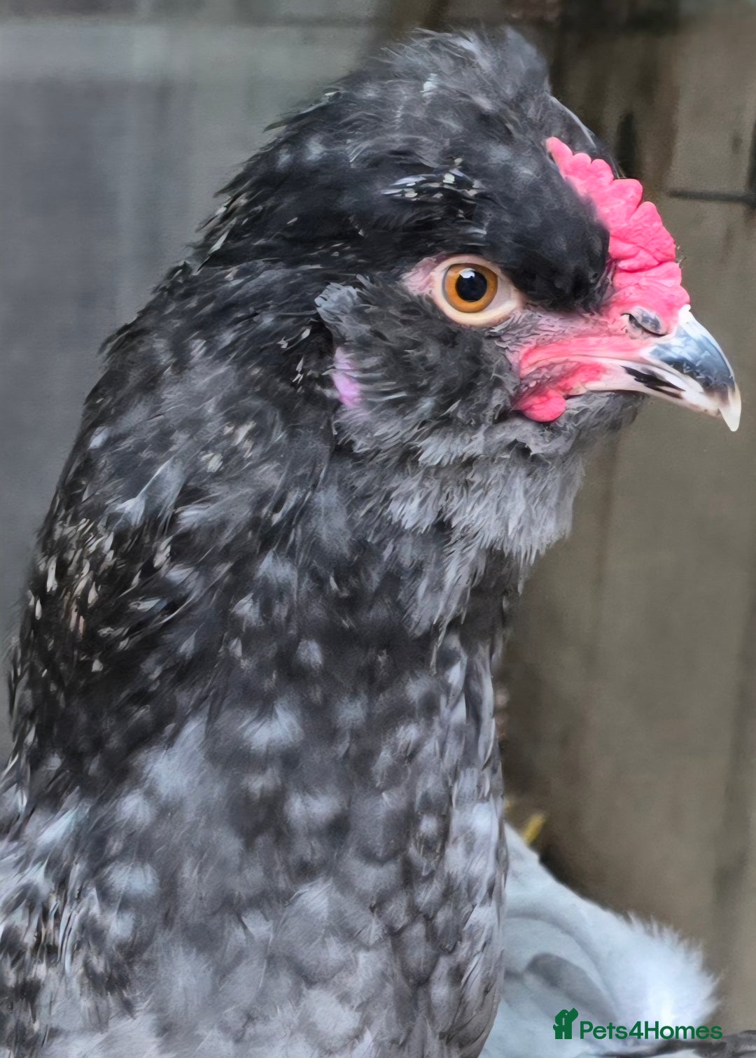 Chickens poultry for sale: Blue British tailed Araucana boy  - Image 3