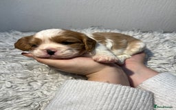 Cavalier King Charles Spaniel dogs for sale: Cavalier puppies  - Advert 10