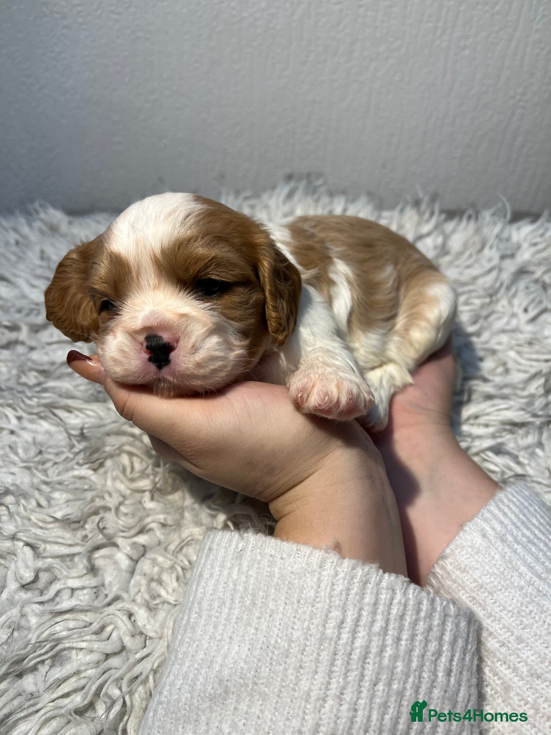 Cavalier King Charles Spaniel dogs for sale: Cavalier puppies  - Advert 10