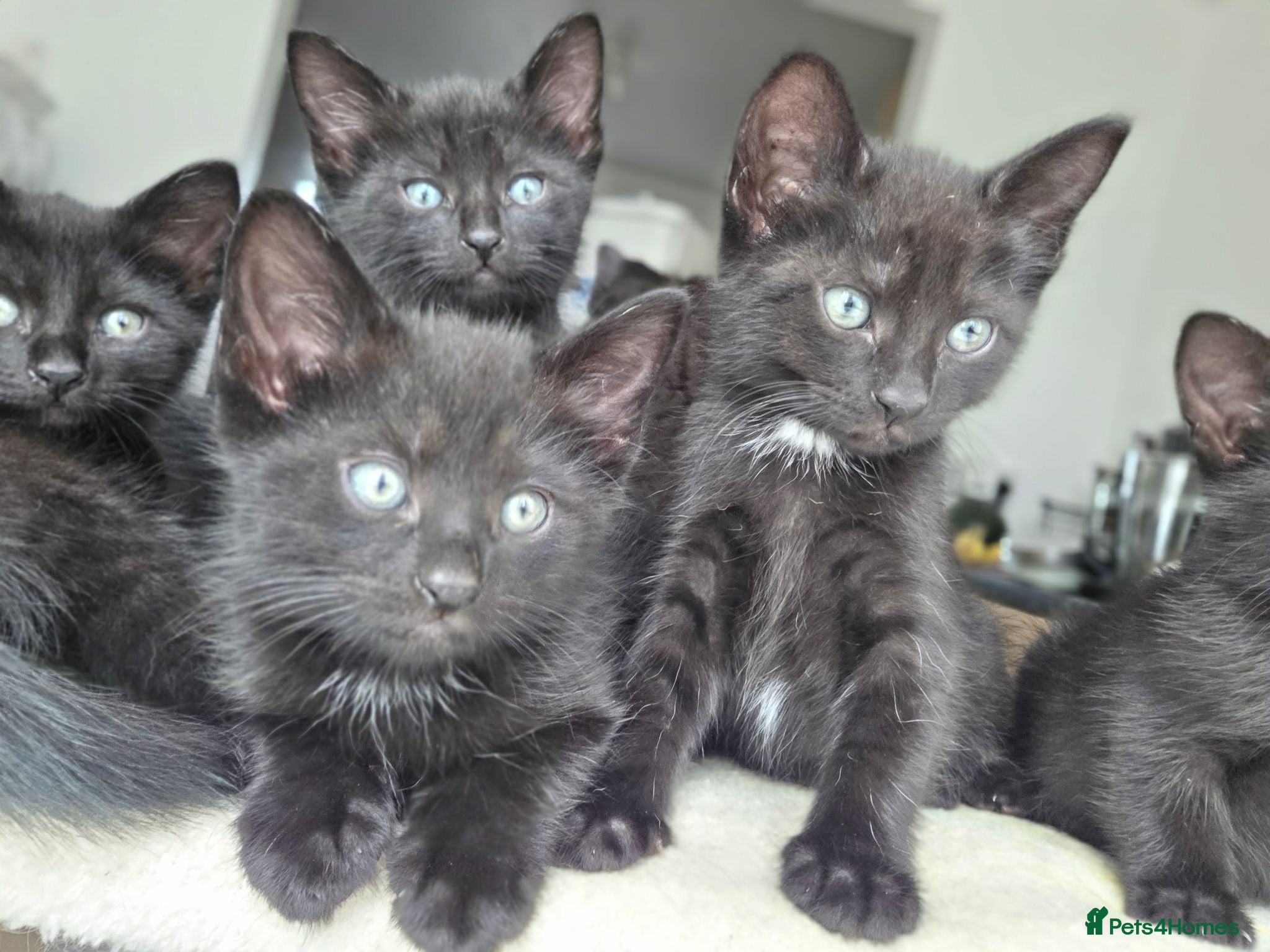 Mixed Breed cats Beautiful kittens  - Advert 12