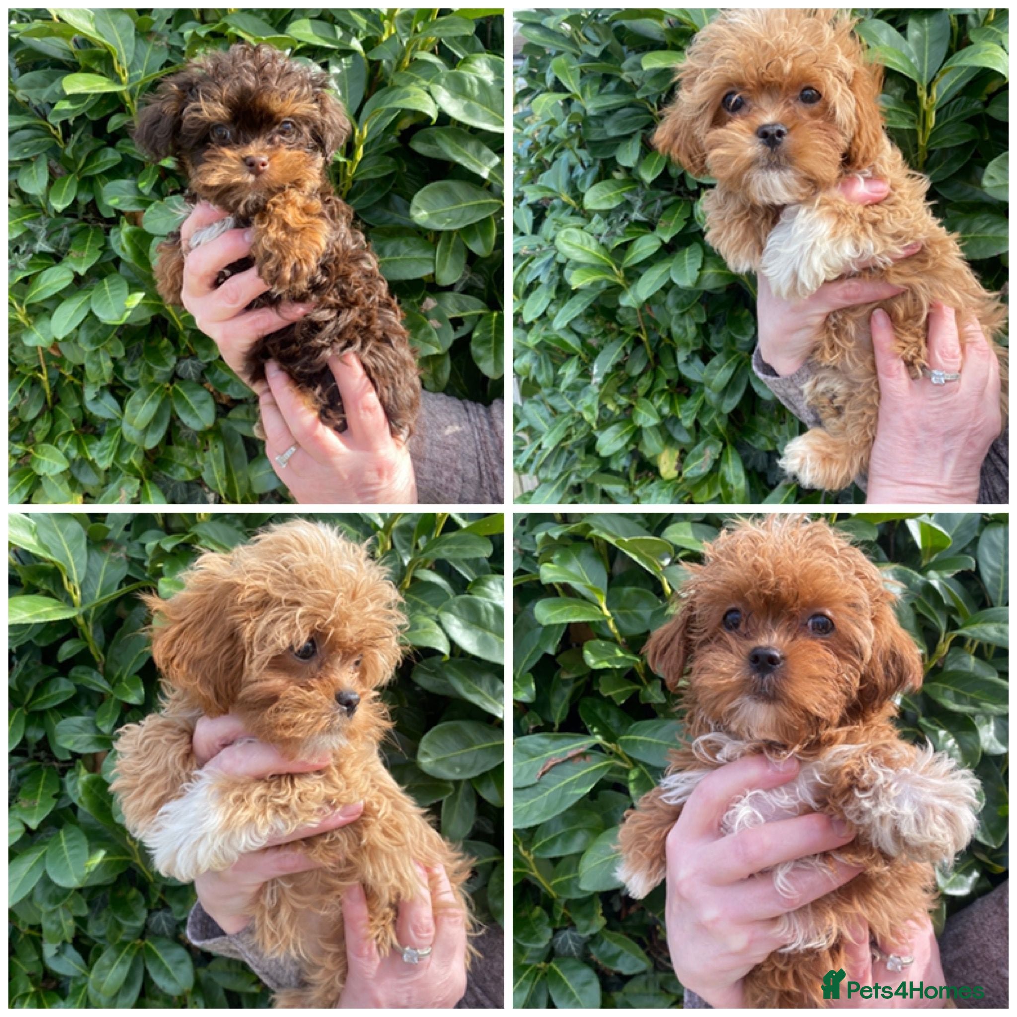 Maltipoo dogs DNA clear toy Asian lines maltipoo - Advert 18